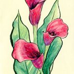 Zantedeschia