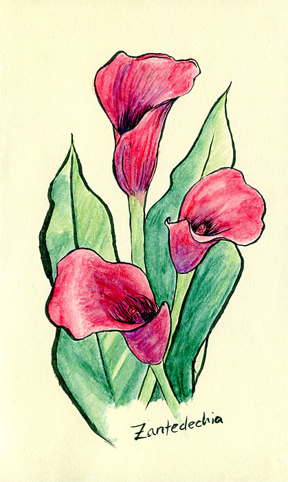 Zantedeschia