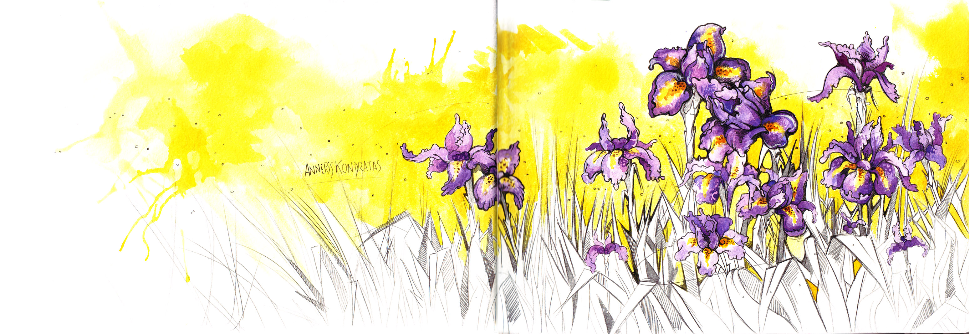 Flower Iris