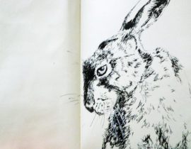 Hare