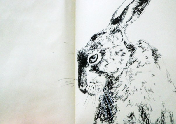 Hare