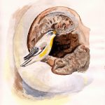 striated pardelote