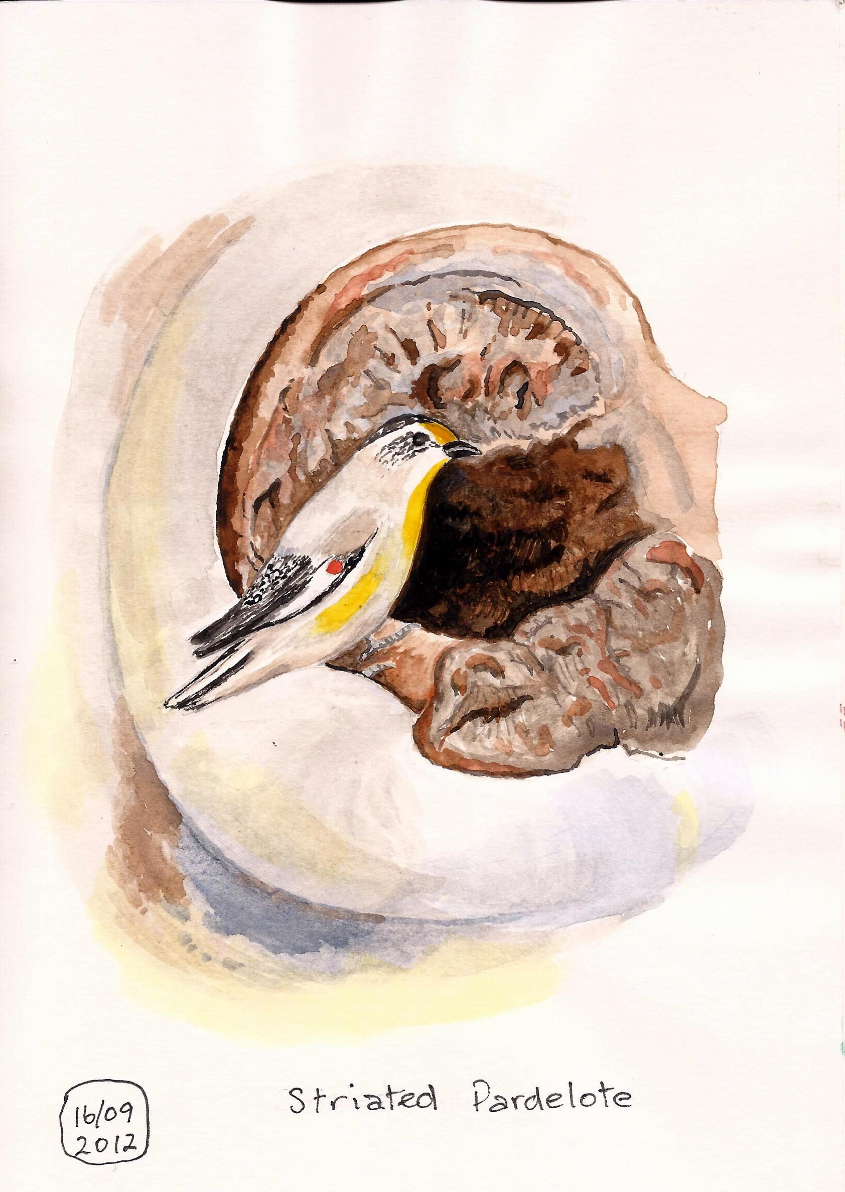 striated pardelote