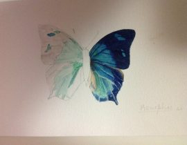Butterfly:  Memphis sp.