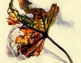 study of leaf -watercolour