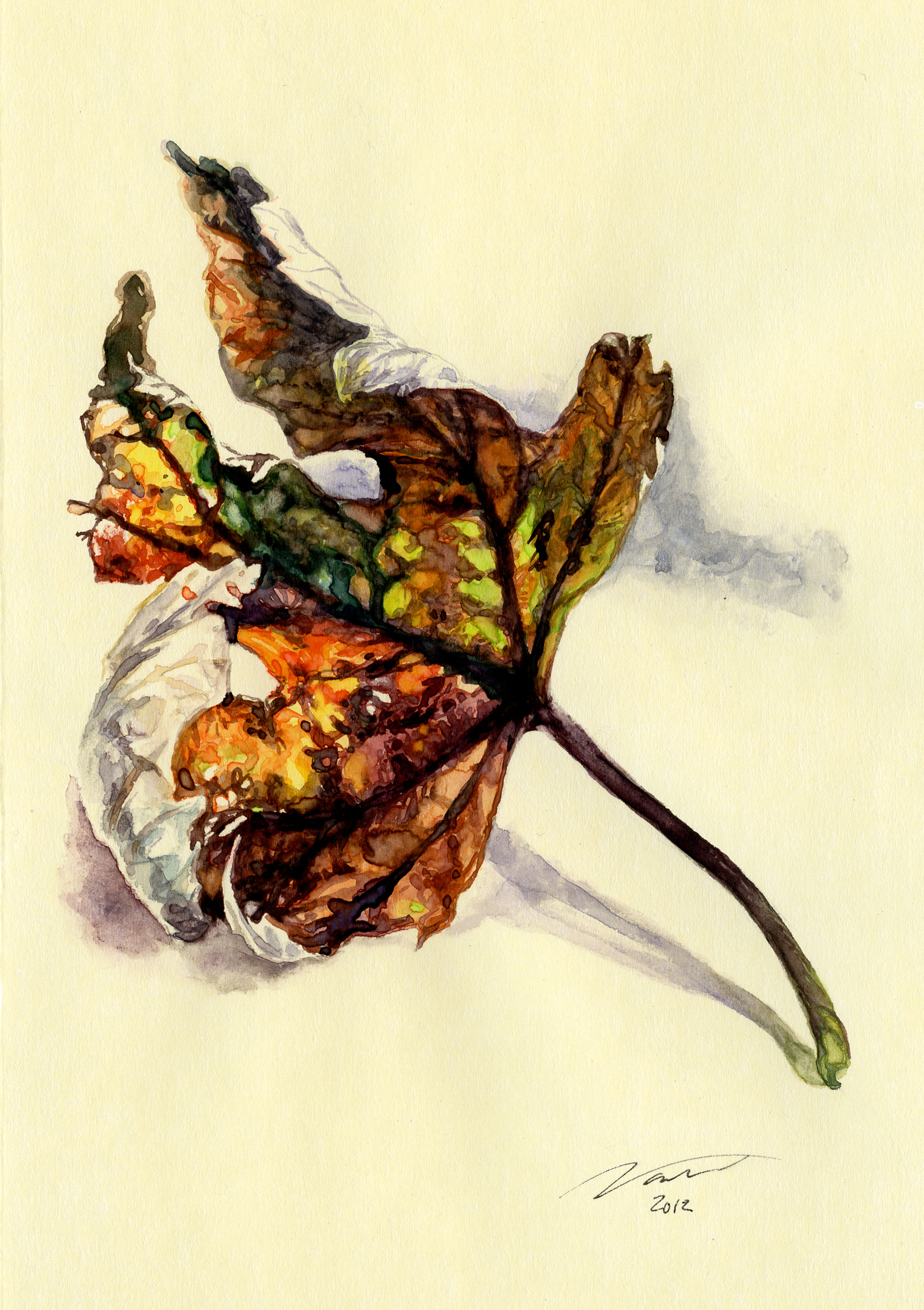 study of leaf -watercolour