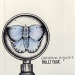 Holly Blue
