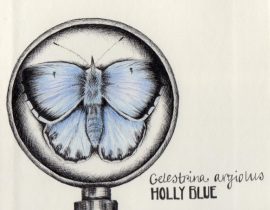 Holly Blue