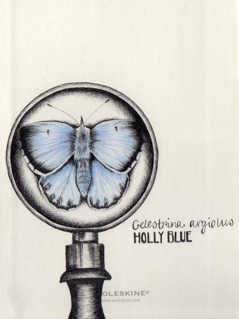 Holly Blue