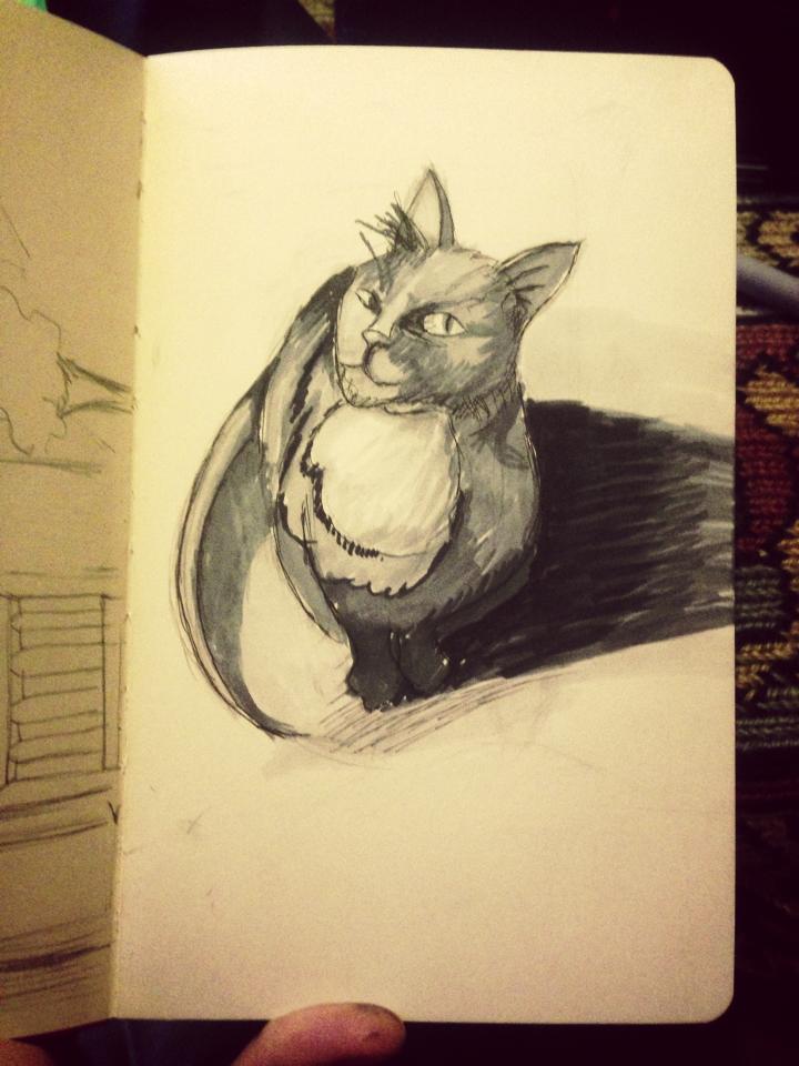 Cat study