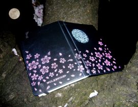 Cherry blossoms in the night