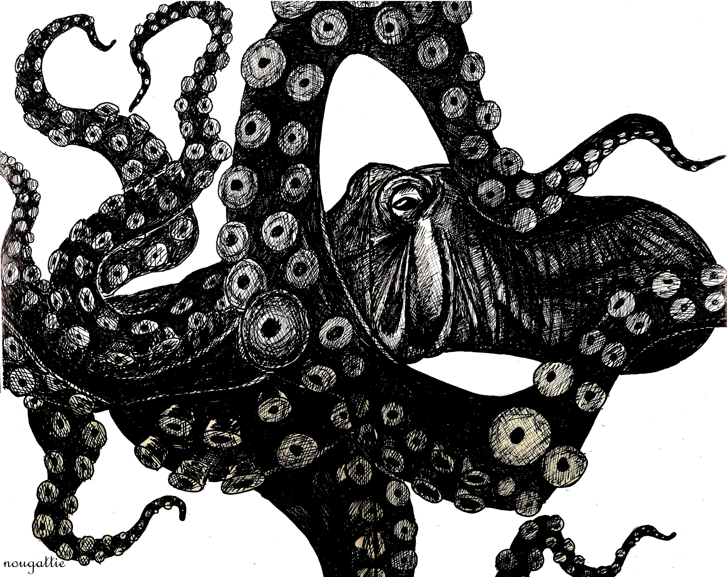 Octopus