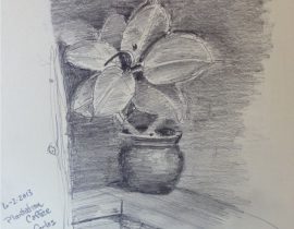 Potted Plant in Shade