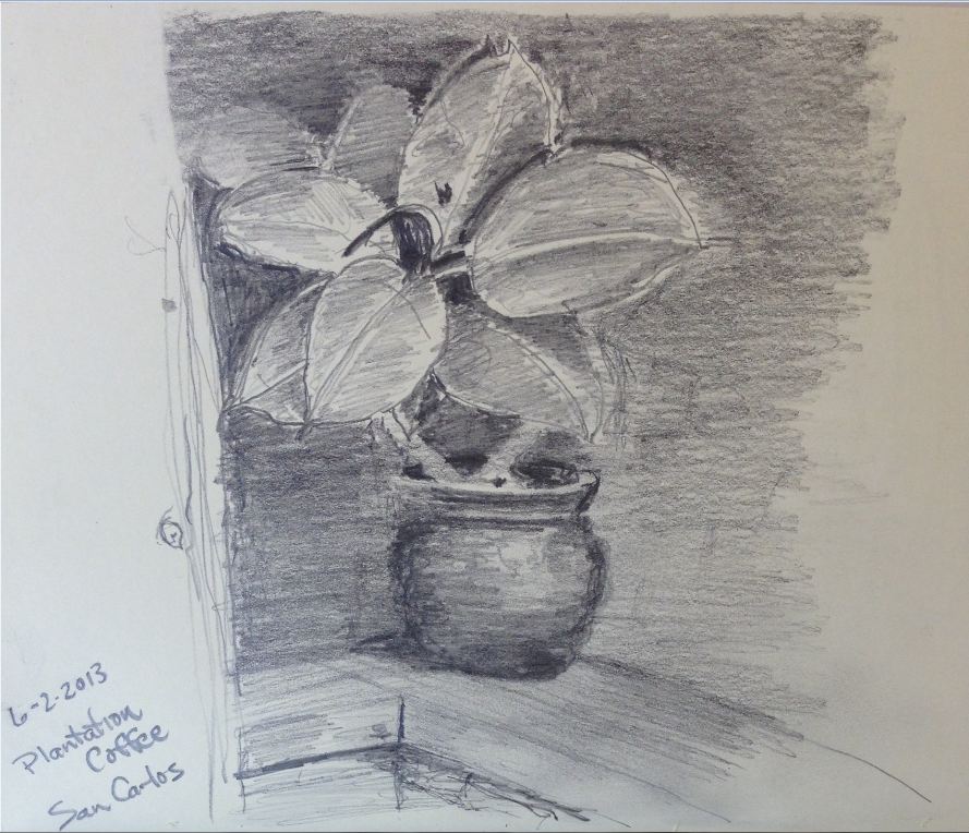 Potted Plant in Shade