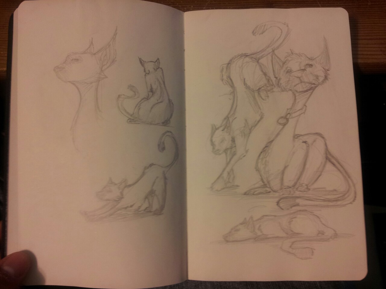 Cat Sketches