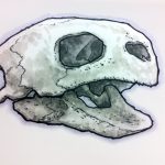 Sea Turtle Skull