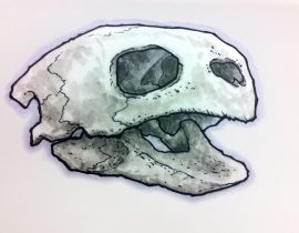 Sea Turtle Skull