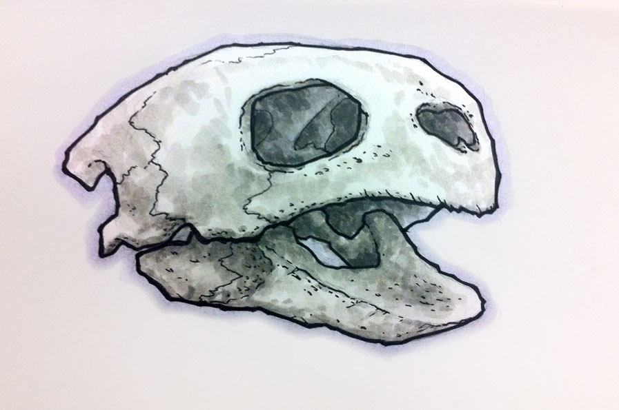 Sea Turtle Skull