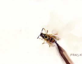 wasp