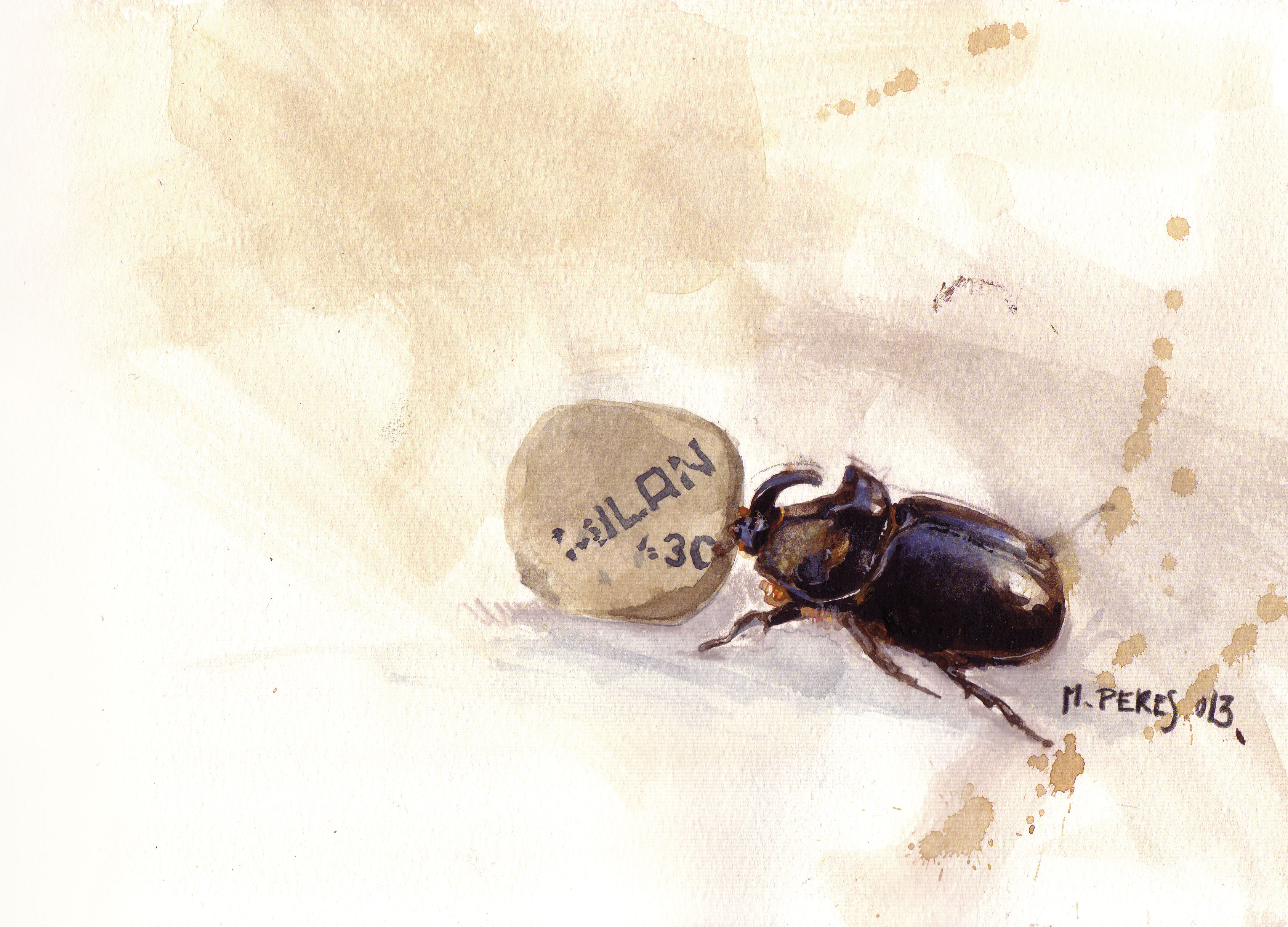 rhinoceros beetle