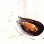 mussel