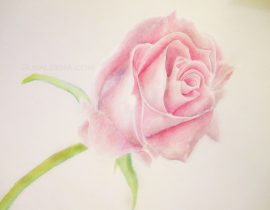 A Simple Rose