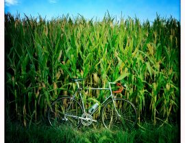 Exploring country roads astride a vintage racing bike.