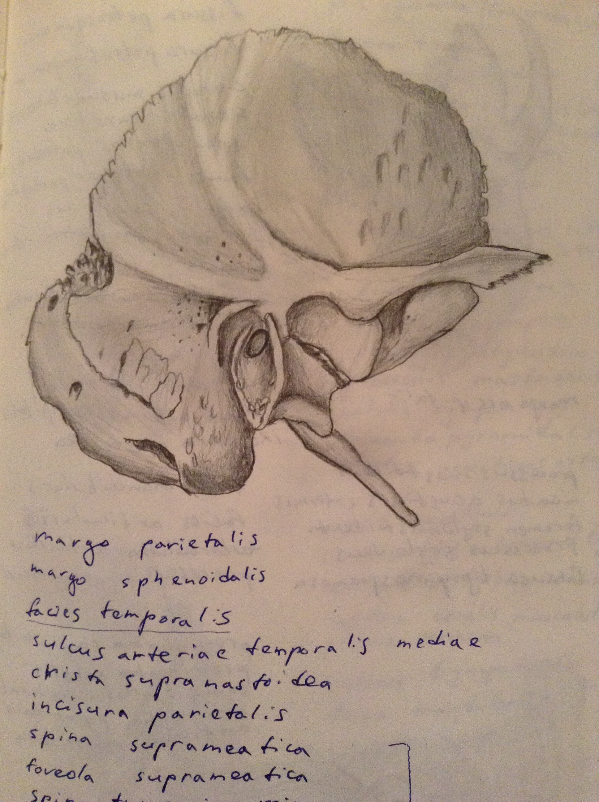 Temporal Bone