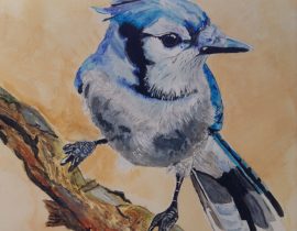 Bluejay on branch