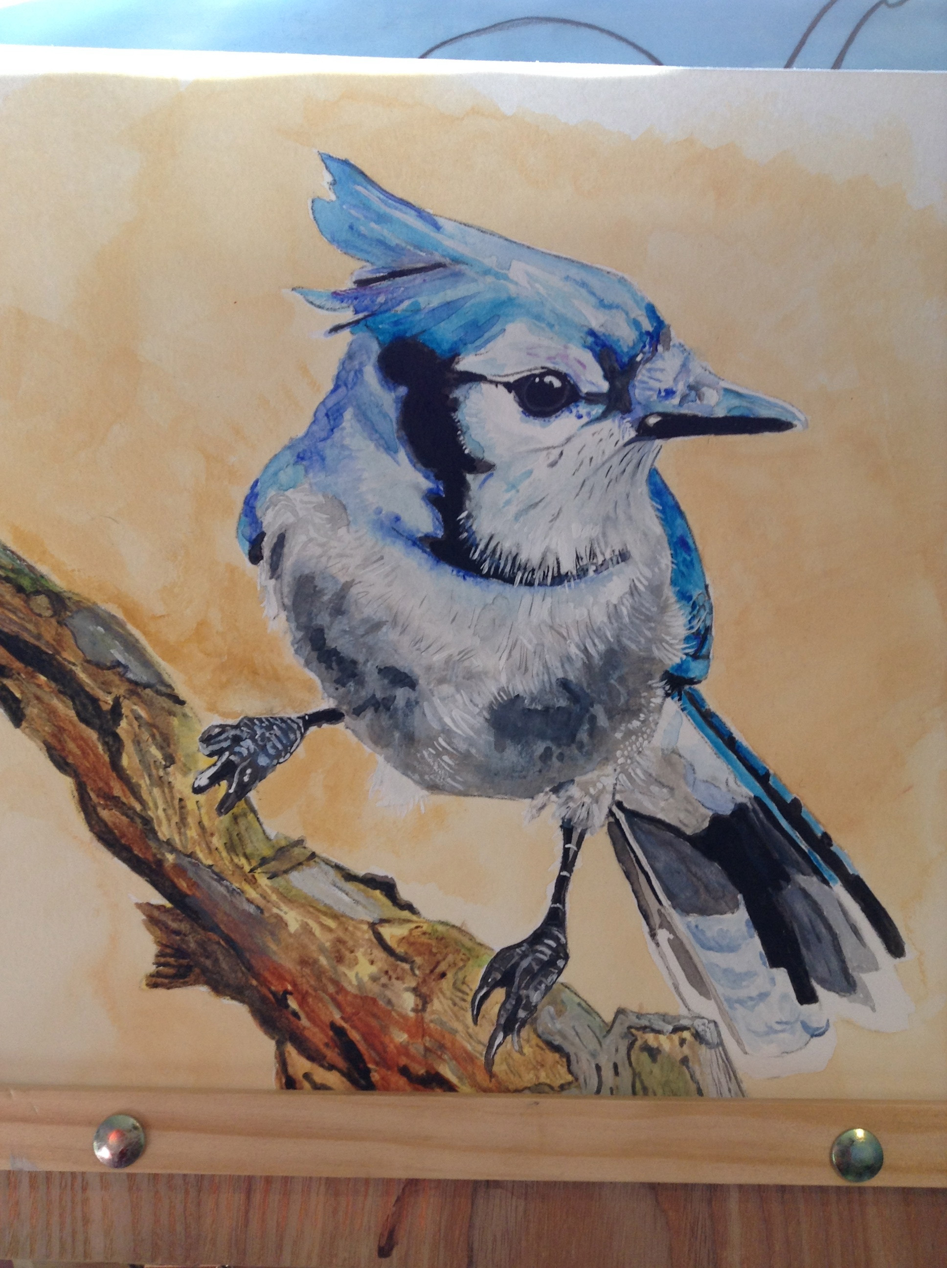 Bluejay on branch