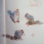 gray squirrel studies