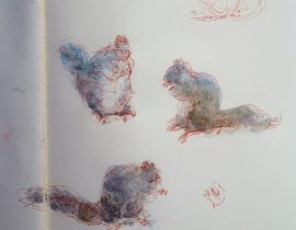 gray squirrel studies