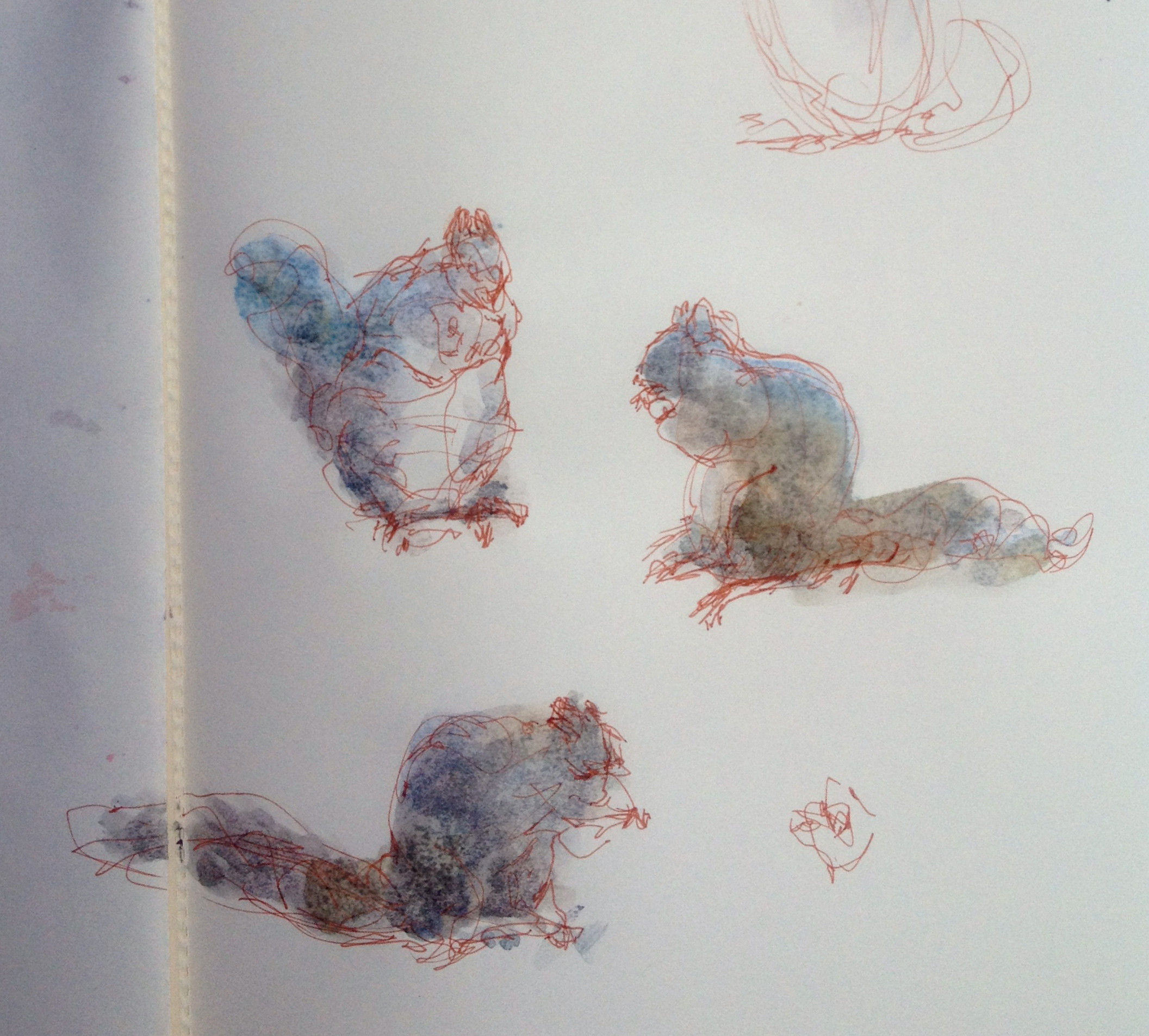 gray squirrel studies