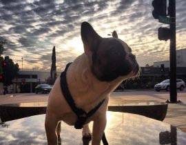 The Frenchie Named ACE