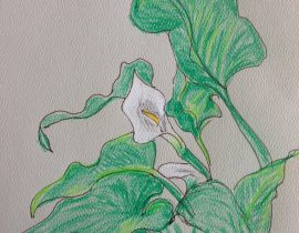 Cala Lily