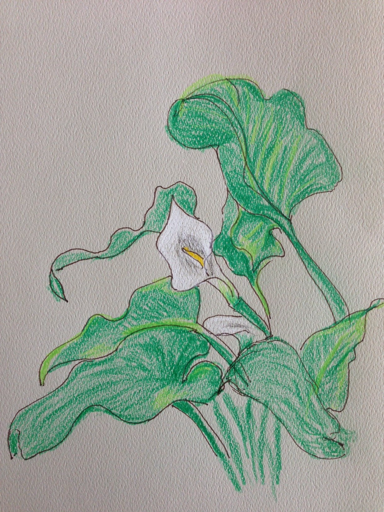 Cala Lily