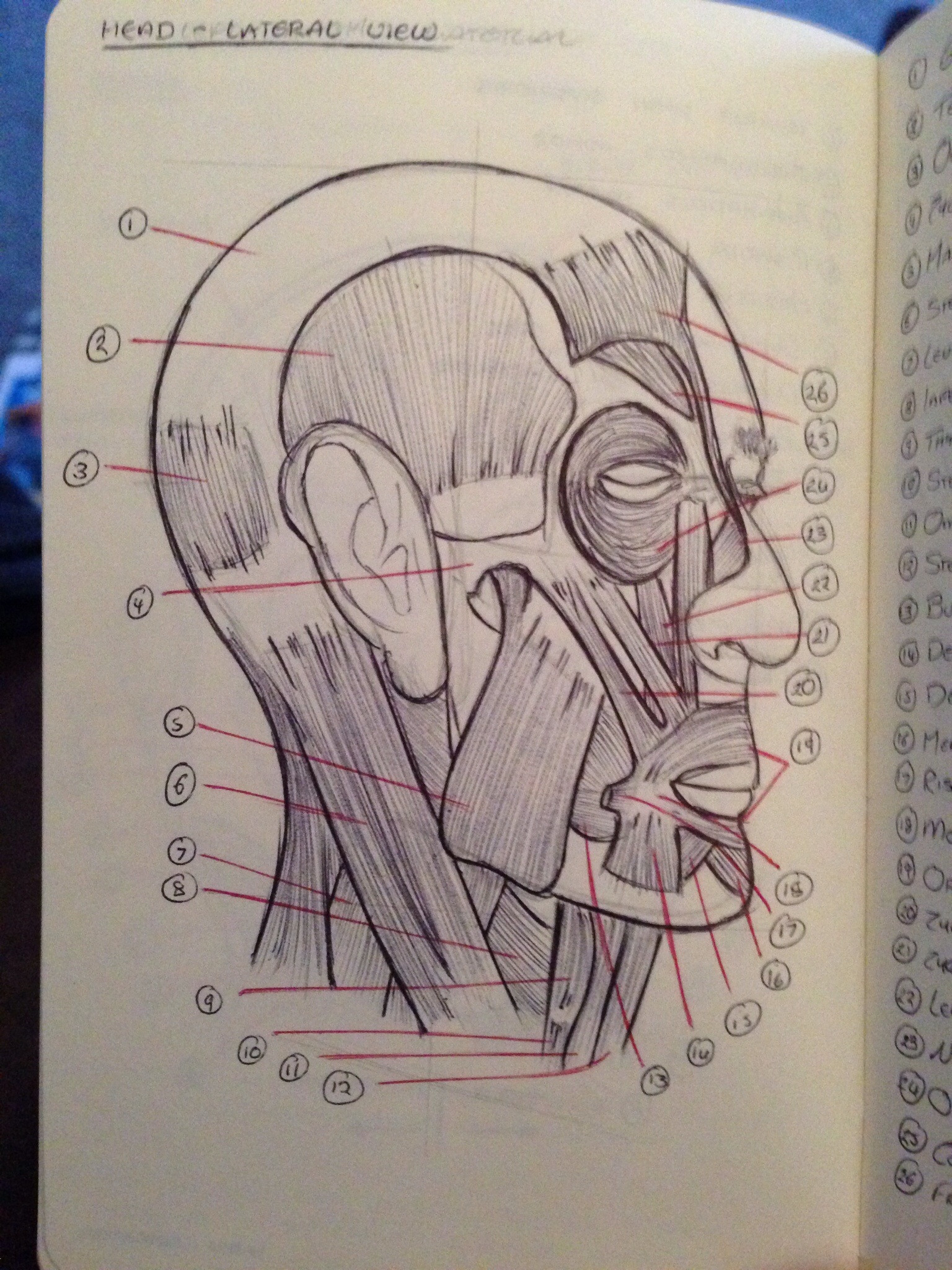 Human Anatomy – head