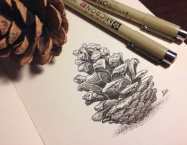 Pine Cone