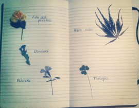 Garden in my diary.