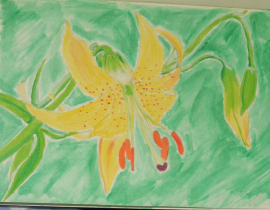 Yellow Lily