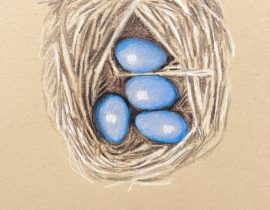 robin eggs