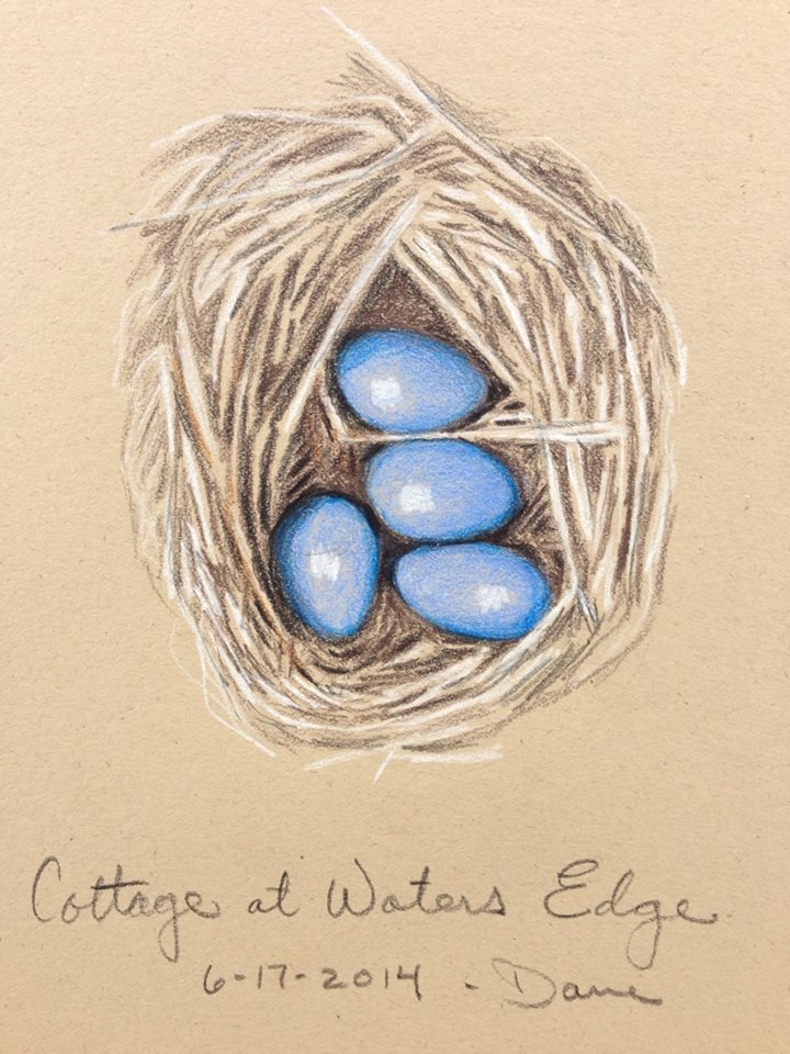 robin eggs