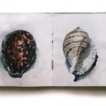 Three Seashells