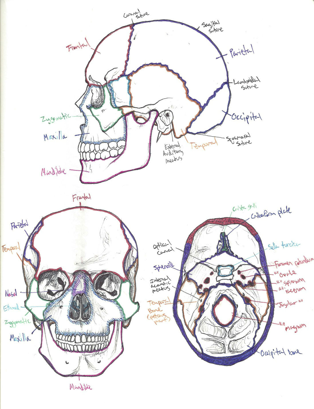 Anatomy