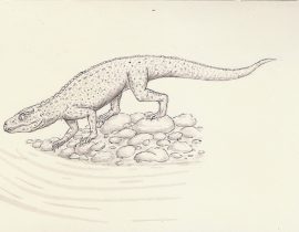 Mariliasuchus amarali