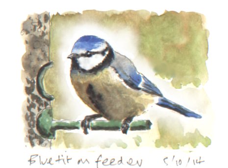 Bluetit