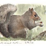 Grey Squirrel