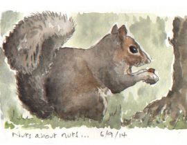 Grey Squirrel