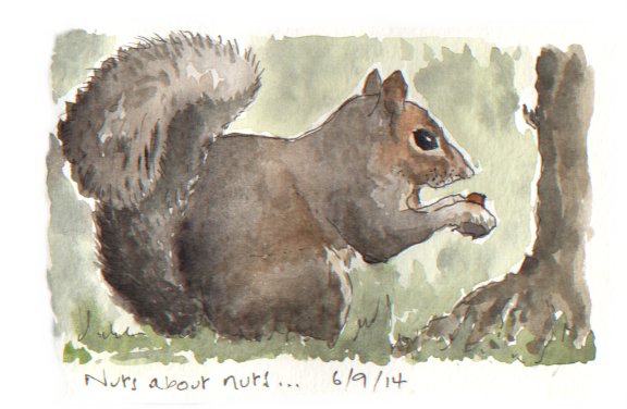 Grey Squirrel