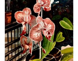 Orquídeas Veracruzanas